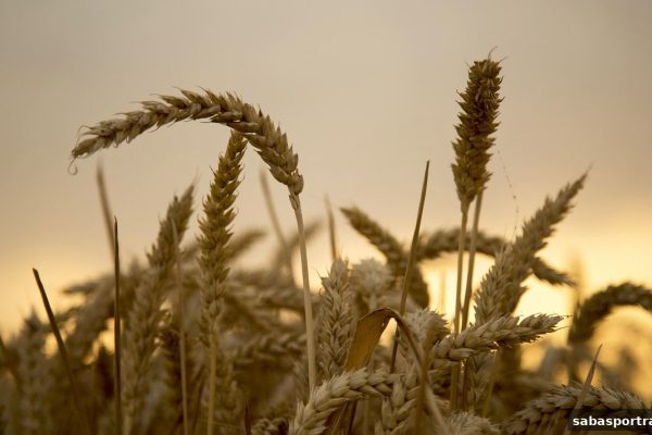 沙巴体育官网网深度解析：注册彩金领取技巧与水果机玩法指南